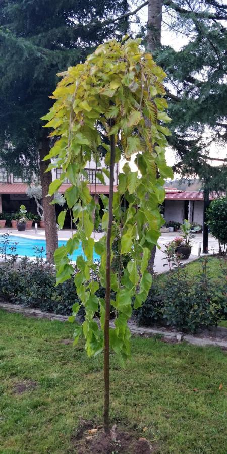 Casa Barranqueiro Vilaboa ภายนอก รูปภาพ